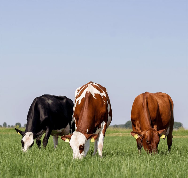 farm single post image 2 opt