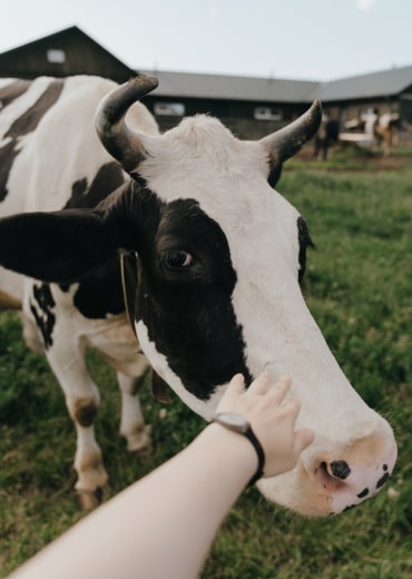 farm about us domestic cows 1 opt
