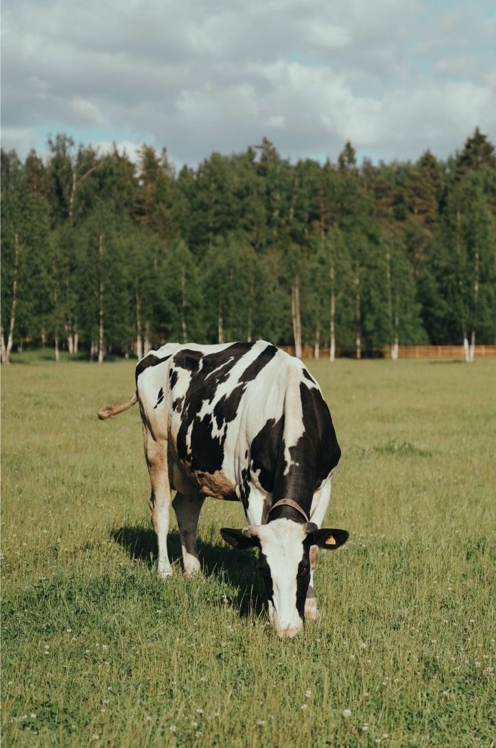 Maher 3 farm-about-us-gallary-3-opt